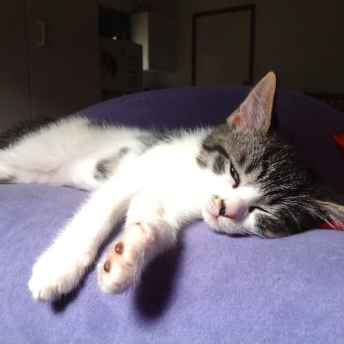 No photo for Patch