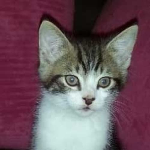 No photo for Pip