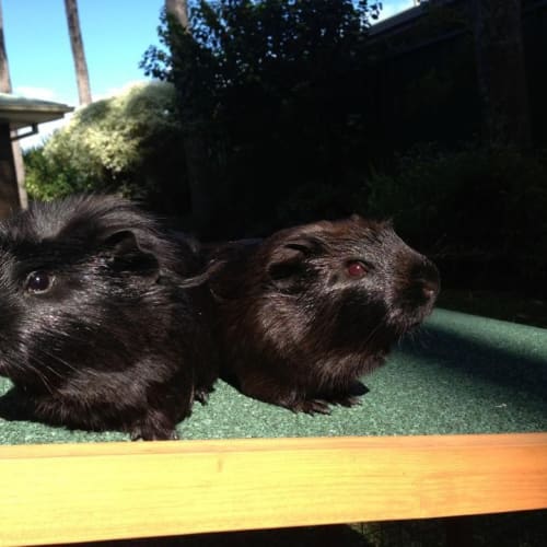 No photo for Mocha And Bentley
