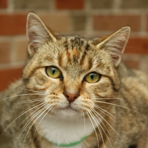 No photo for Lily   Impound Hcc 271