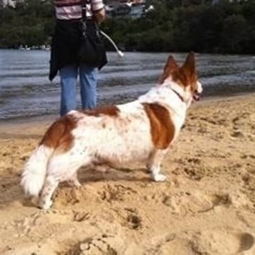 No photo for Bouncer **Such A Loyal Boy**