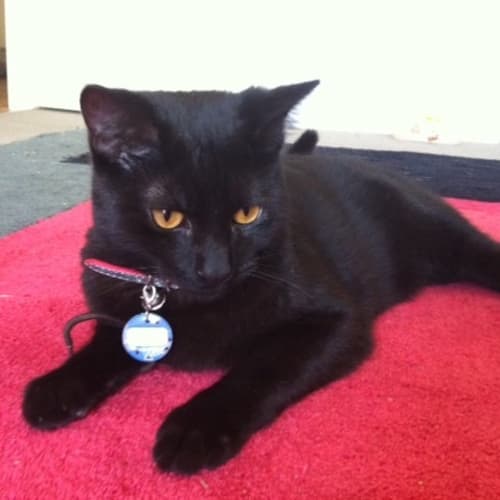 No photo for Toby*On Trial With My New Family*