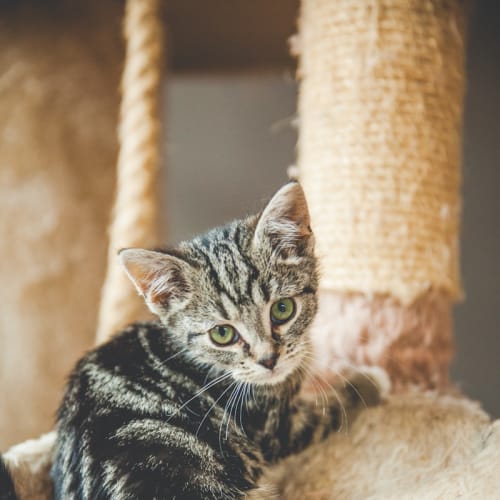 No photo for Snuggles (Located In Templestowe)