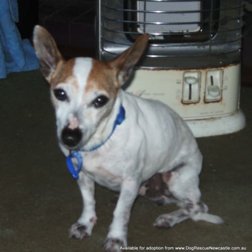 Jock (On Trial 16/12/13)