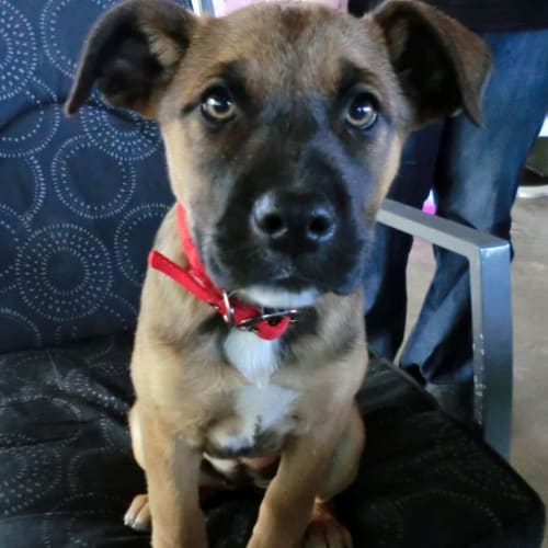 No photo for Gracie *On Trial In Her New Home*
