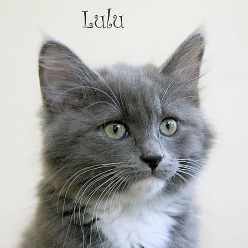 No photo for Lulu