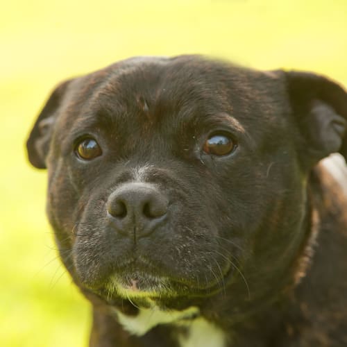 No photo for Otis Id15453