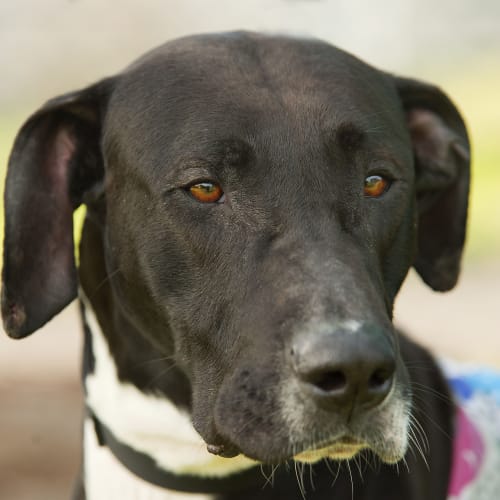 No photo for Zara Id15347 Couch Loving Gentle Giant