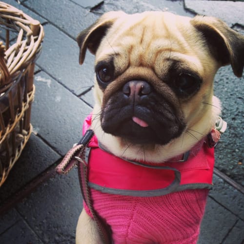 No photo for Lola