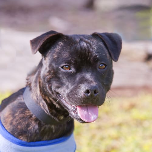 No photo for Willis Id15244 Little Puppy Guy