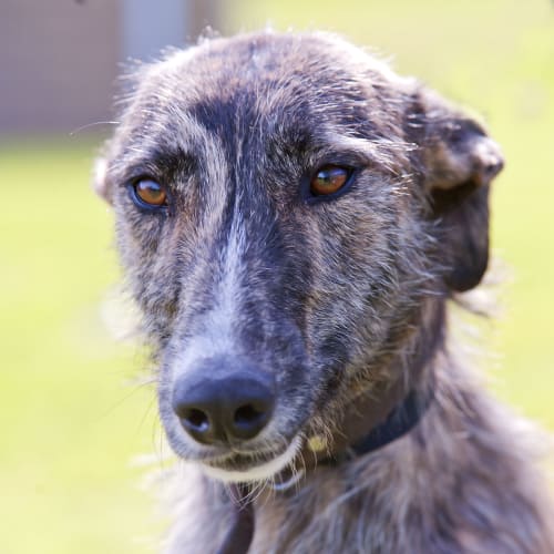 No photo for Mavis Id15433 Gorgeous Gentle Girl 