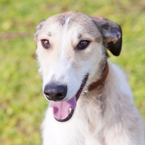 No photo for Murphy Id15434. Cuddle Me Please!