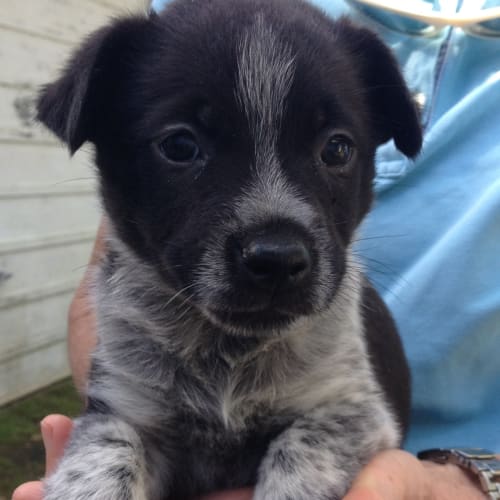 No photo for Tin Tin On Trial With His New Family