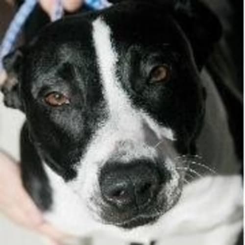 No photo for Vannessie **Urgent Foster Carer Needed**