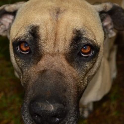 Narla