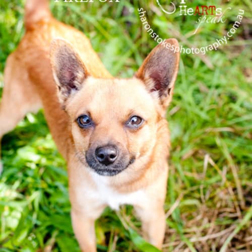No photo for Firefox