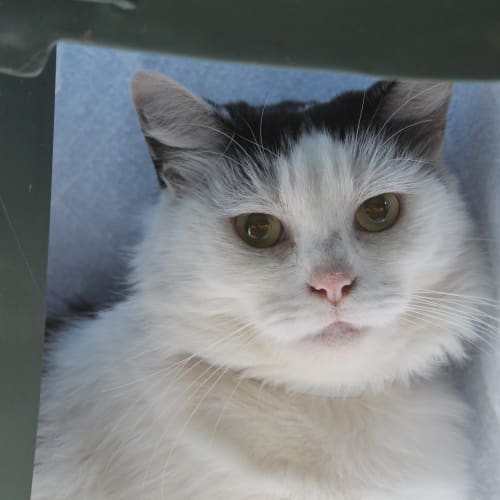 No photo for Little Kitty