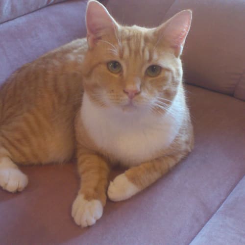 No photo for 'Possum' A Living, Purring,Teddy Bear On Trial