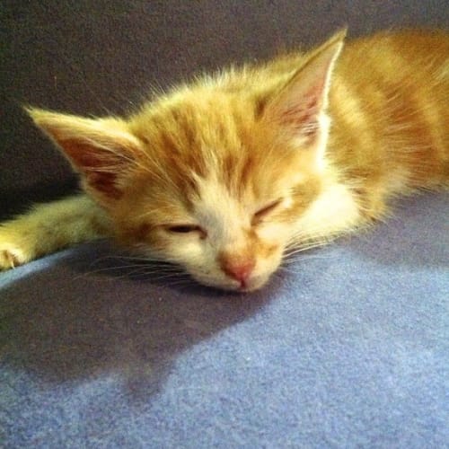 No photo for Pipkin