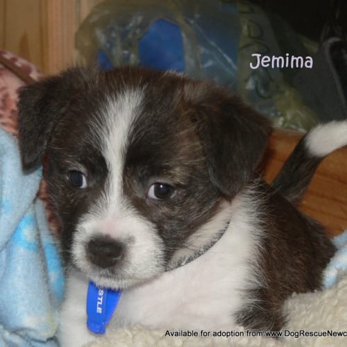 No photo for Jemima (On Trial 10/7/13)