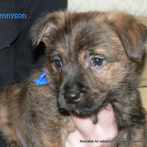 No photo for Tennyson (On Trial 14/7/13)
