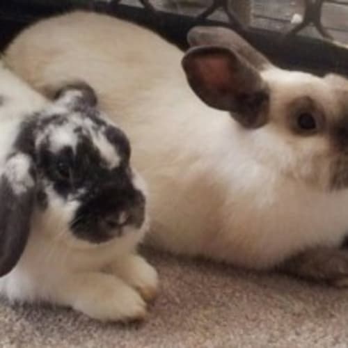 No photo for Bella & Lucky