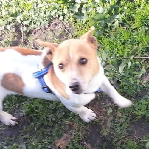 No photo for Scrappy Town Terrier Needs Home With Mum