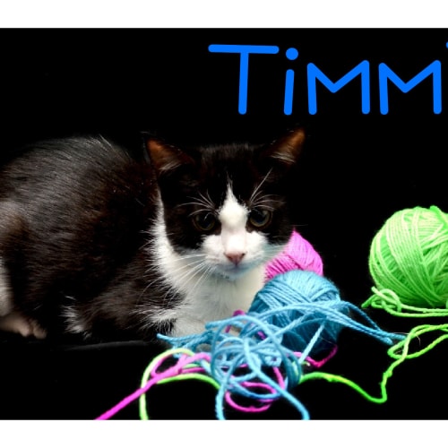 No photo for Timmy