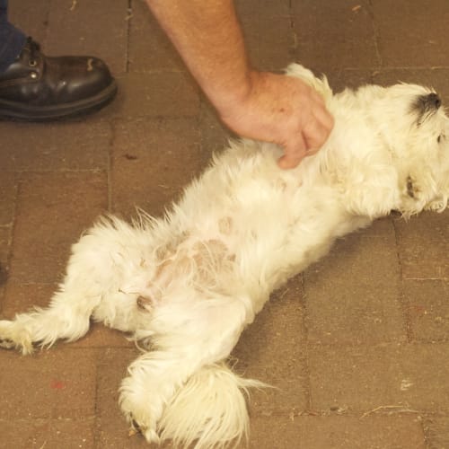 No photo for Penny