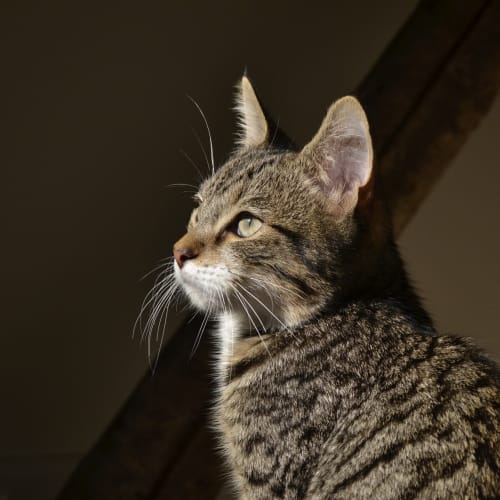 No photo for Pound Cats | Hamlin