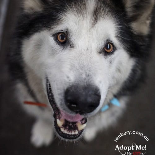 No photo for Bronx (Special Needs)