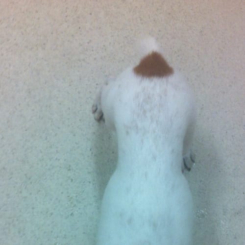 No photo for Scarlett