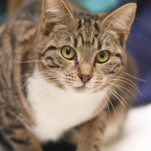 No photo for Pound Cats | Sugar