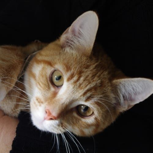 No photo for Milo