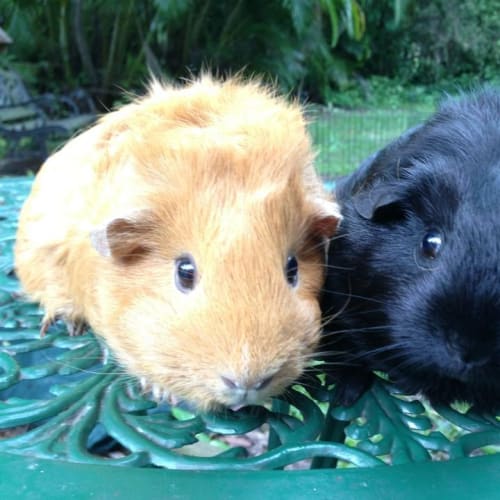 No photo for Zola And Raven