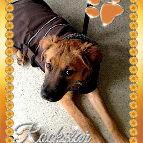 No photo for 'Rocco'