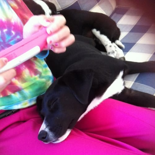 No photo for Sheba (On Trial 7/7/13)