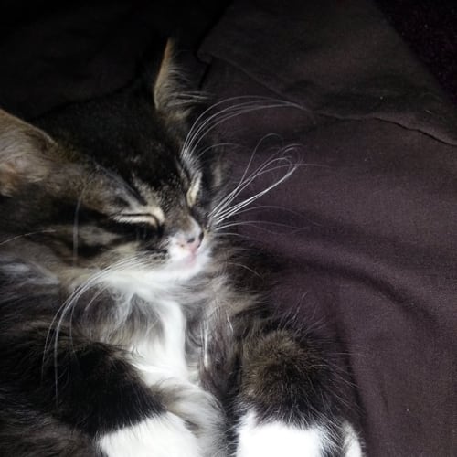 No photo for Jax