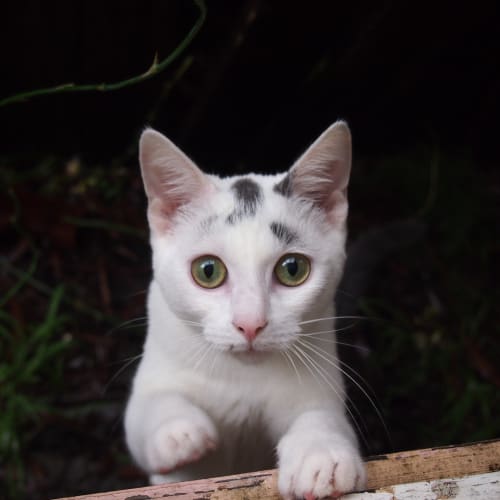 No photo for Sam (Very Affectionate Junior Kitten)