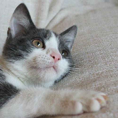 No photo for Pound Cats | Pudding