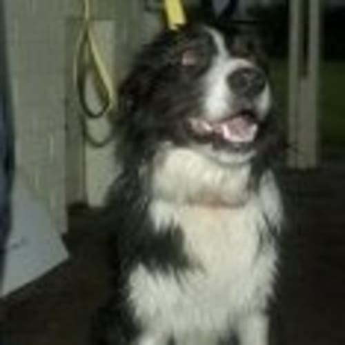 No photo for Foohy On Trial With His New Family