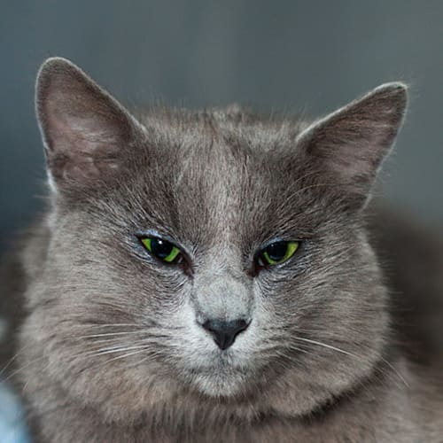 No photo for Smokey