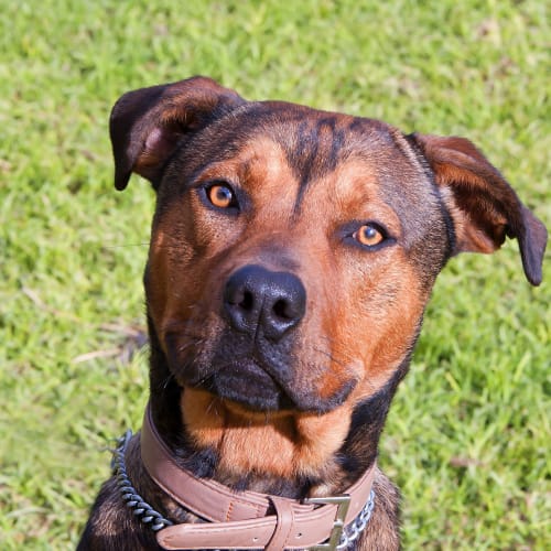 No photo for Leo Id15469