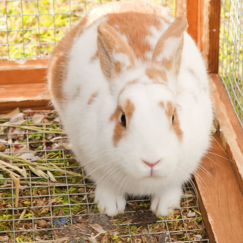 No photo for Bunnie Id15253