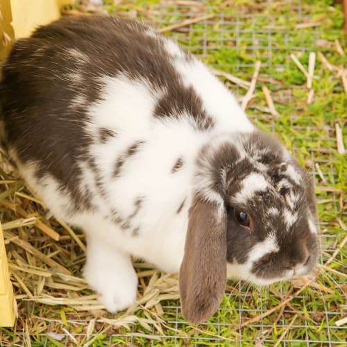 No photo for Bunnie Id15001