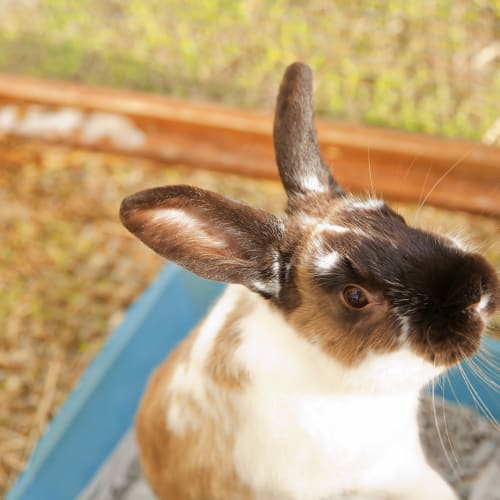 No photo for Bunnie Id15580