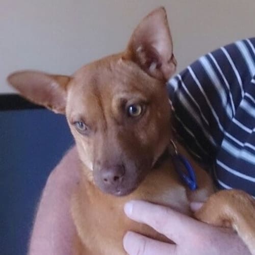 No photo for Puppy Mia (On Trial 24/7/13)