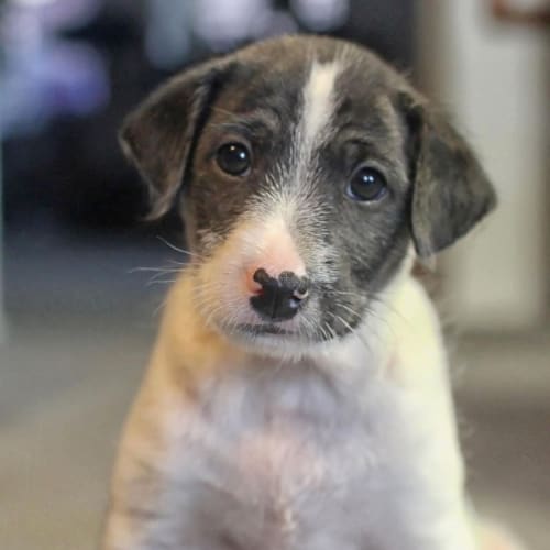 No photo for Puppy, Cooper (On Trial 14/7/13)