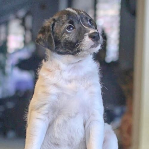 No photo for Puppy Lenny (On Trial 2/8/13)