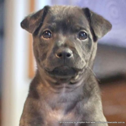 No photo for Puppy Ella (On Trial 13/7/13)